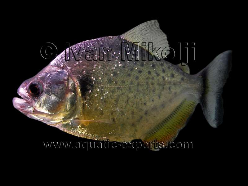 Serrasalmus neveriensis